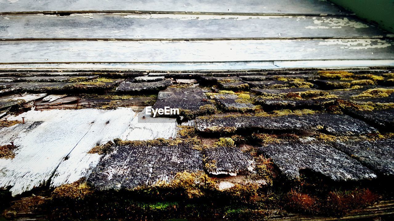 Close-up of moss covered wooden footpath