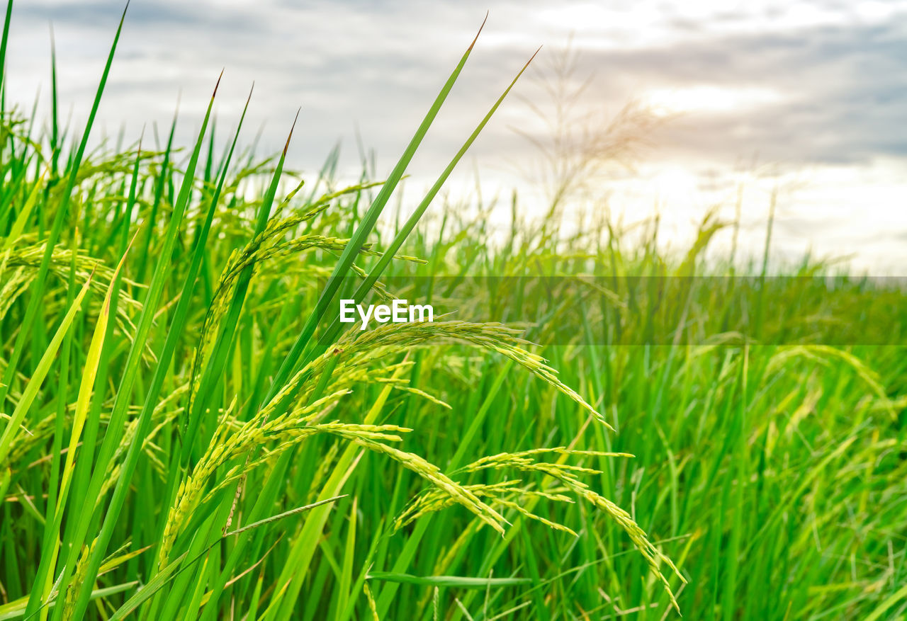 Close-up of crops growing on field against sky. rice farm. green rice field.