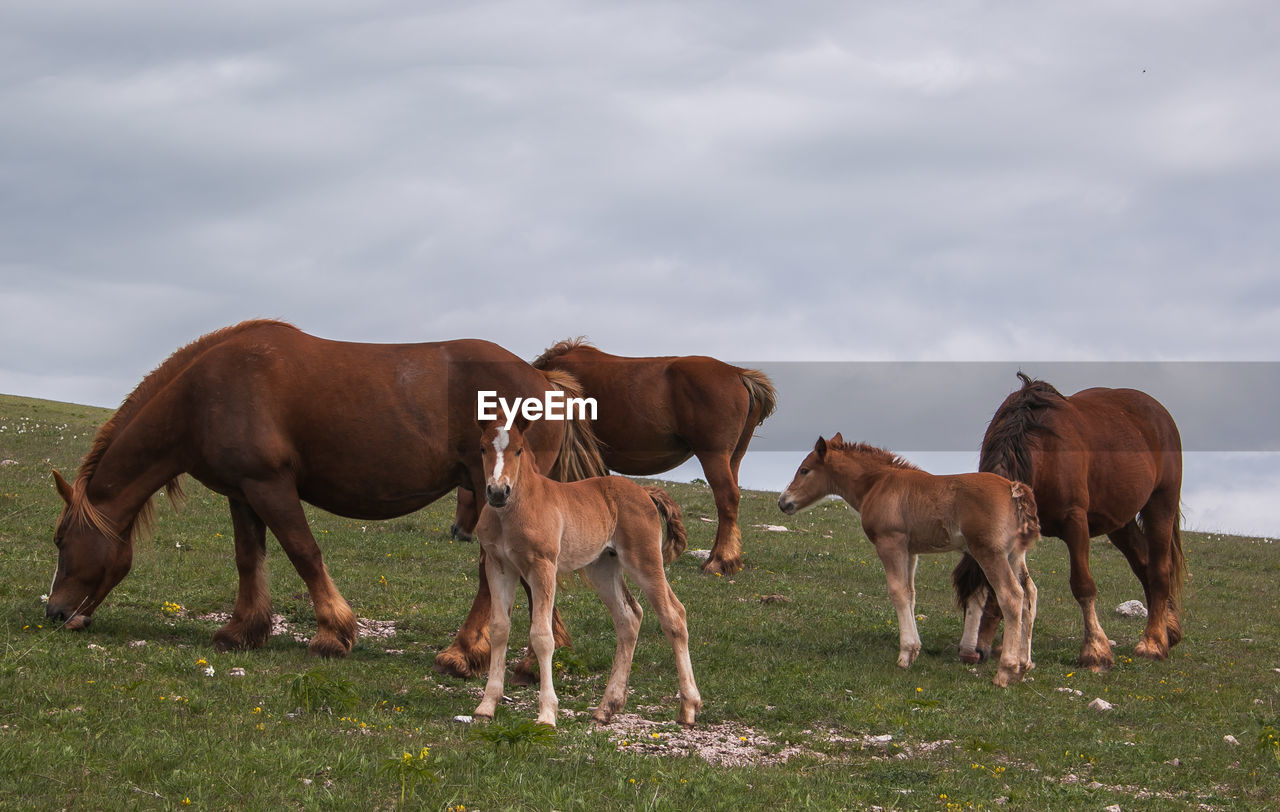 Horses and foals on grassy field against cloudy sky