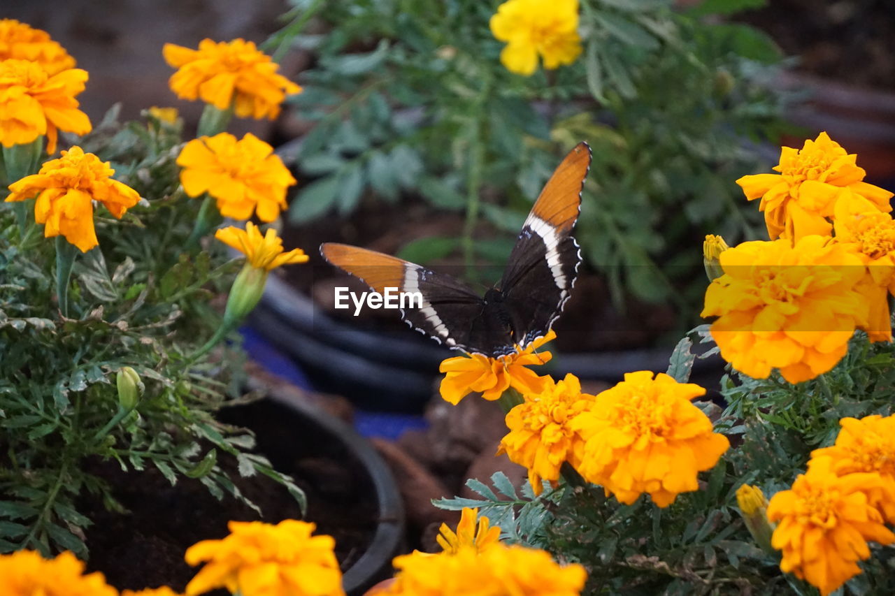 CLOSE-UP OF BUTTERFLY ON YELLOW FLOWERS