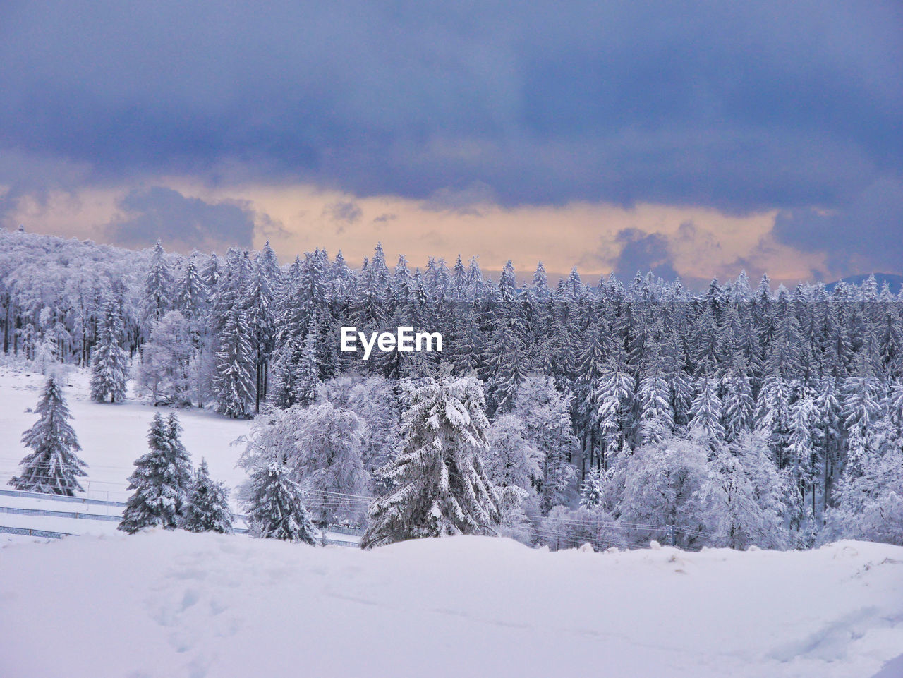 SNOW COVERED LAND BY TREES AGAINST SKY