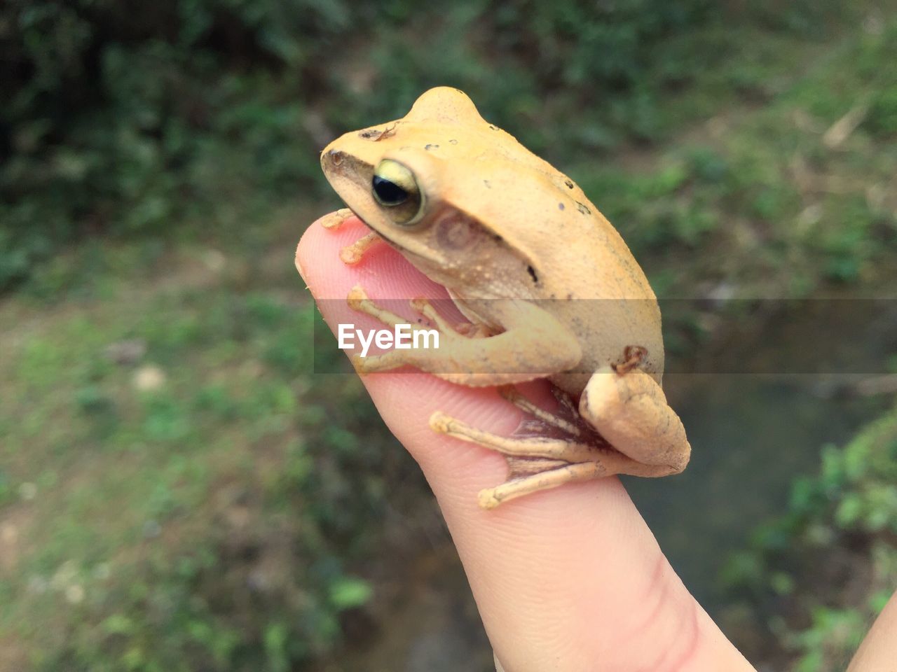 CROPPED IMAGE OF WOMAN HOLDING LIZARD