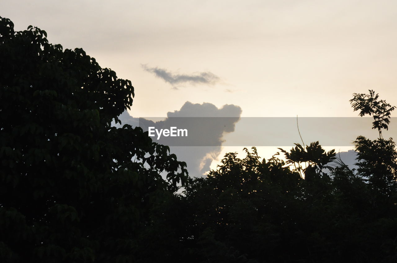 Low angle view of silhouette trees against sky