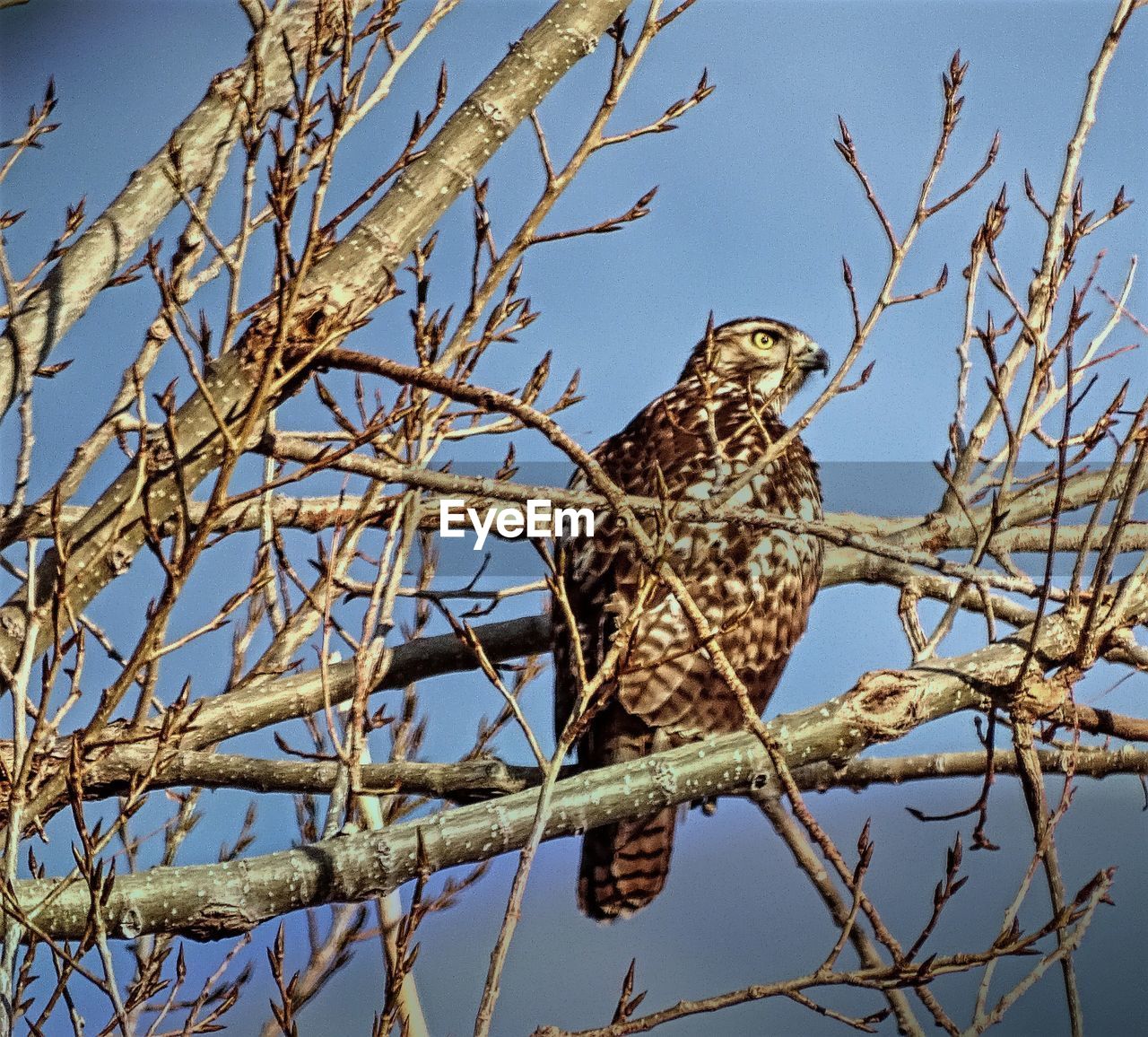 LOW ANGLE VIEW OF OWL PERCHING ON BRANCH AGAINST SKY