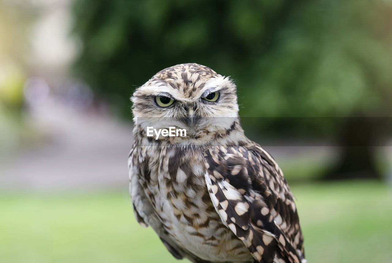 CLOSE-UP PORTRAIT OF A BIRD