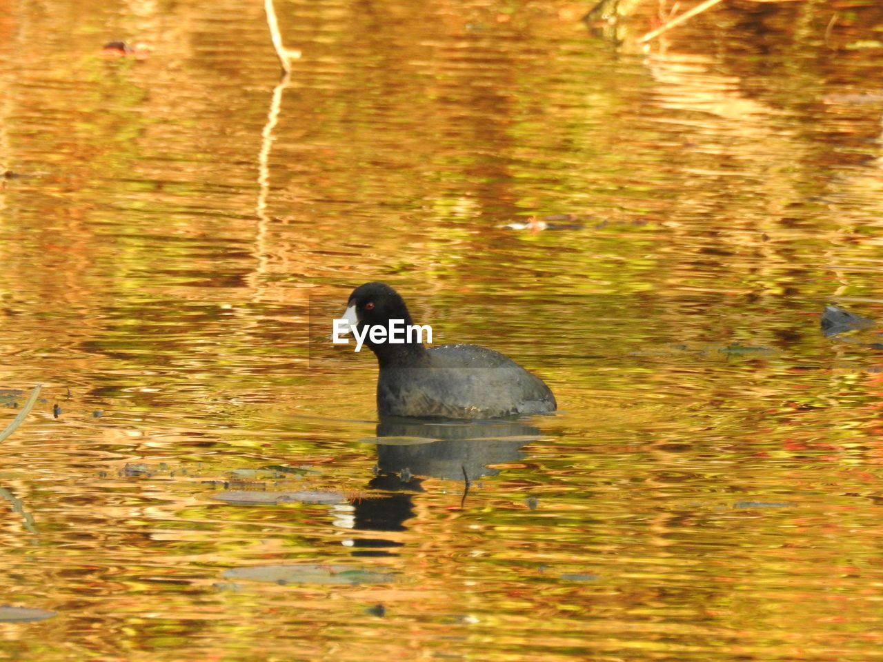 DUCKS SWIMMING IN LAKE