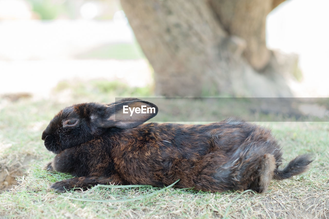 animal themes, animal, mammal, one animal, pet, animal wildlife, relaxation, wildlife, grass, nature, lying down, no people, rabbit, plant, domestic animals, resting, outdoors, day, domestic rabbit, cute, young animal, rabbits and hares, portrait, side view