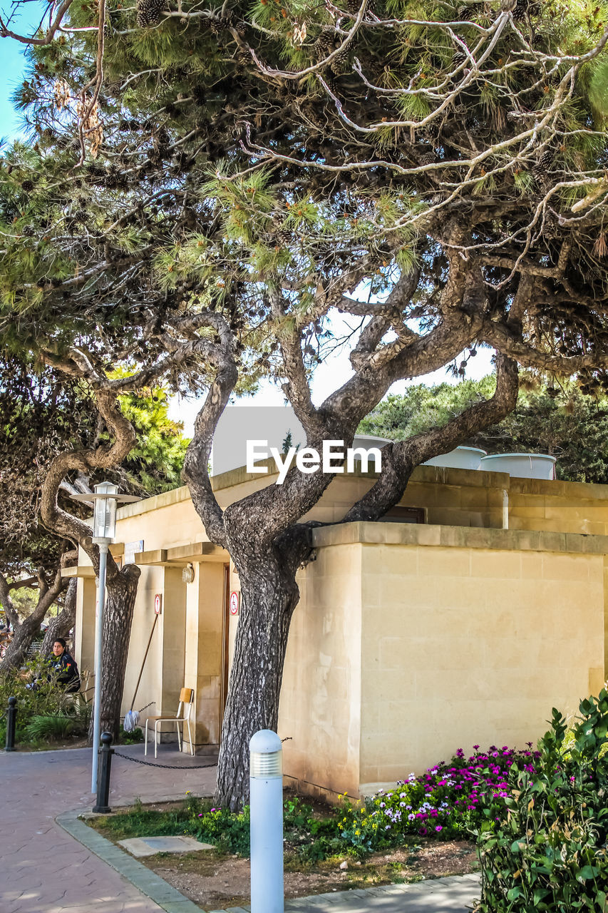 Trees against built structure