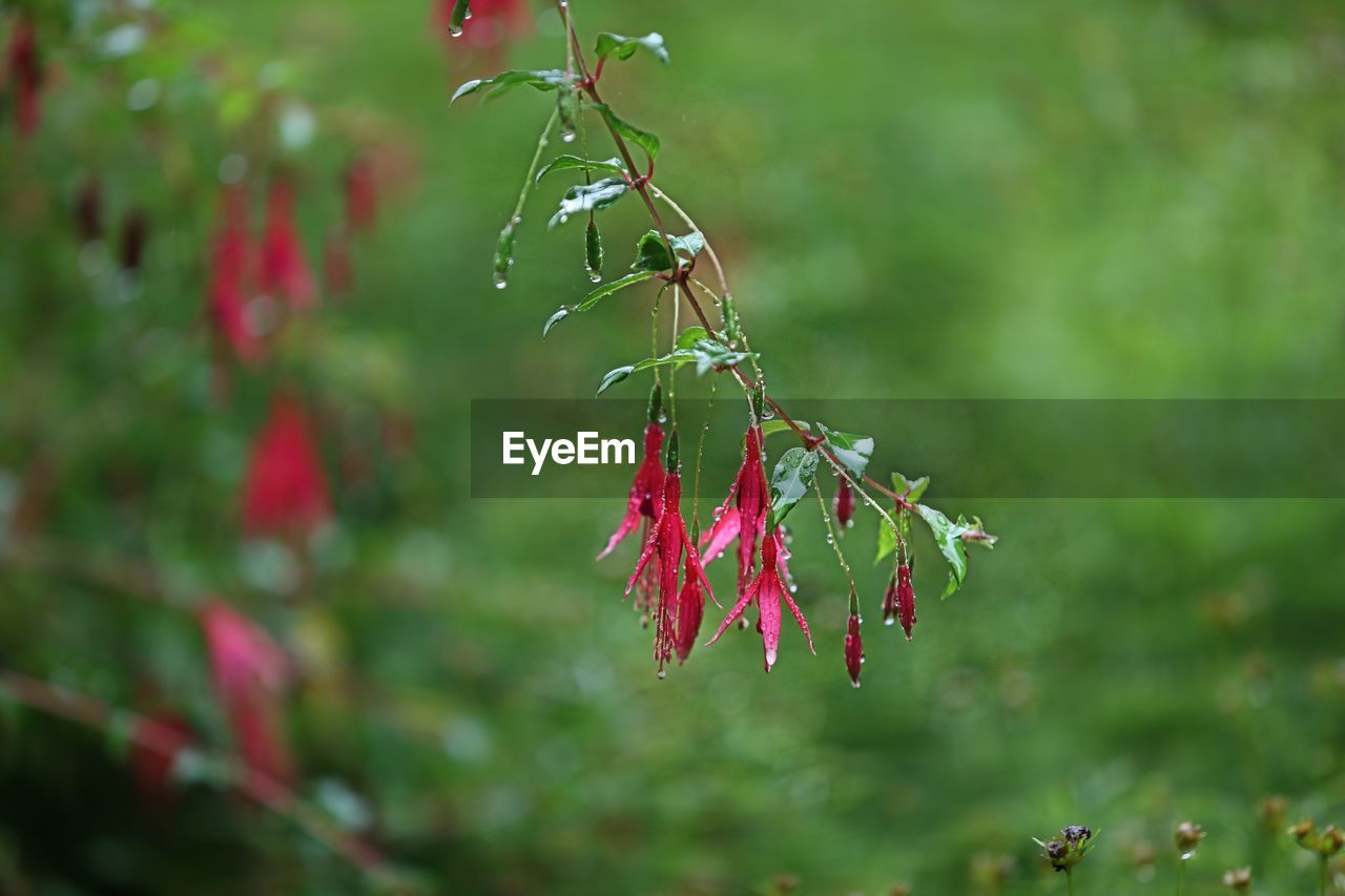 CLOSE-UP OF RED LEAVES HANGING FROM TREE