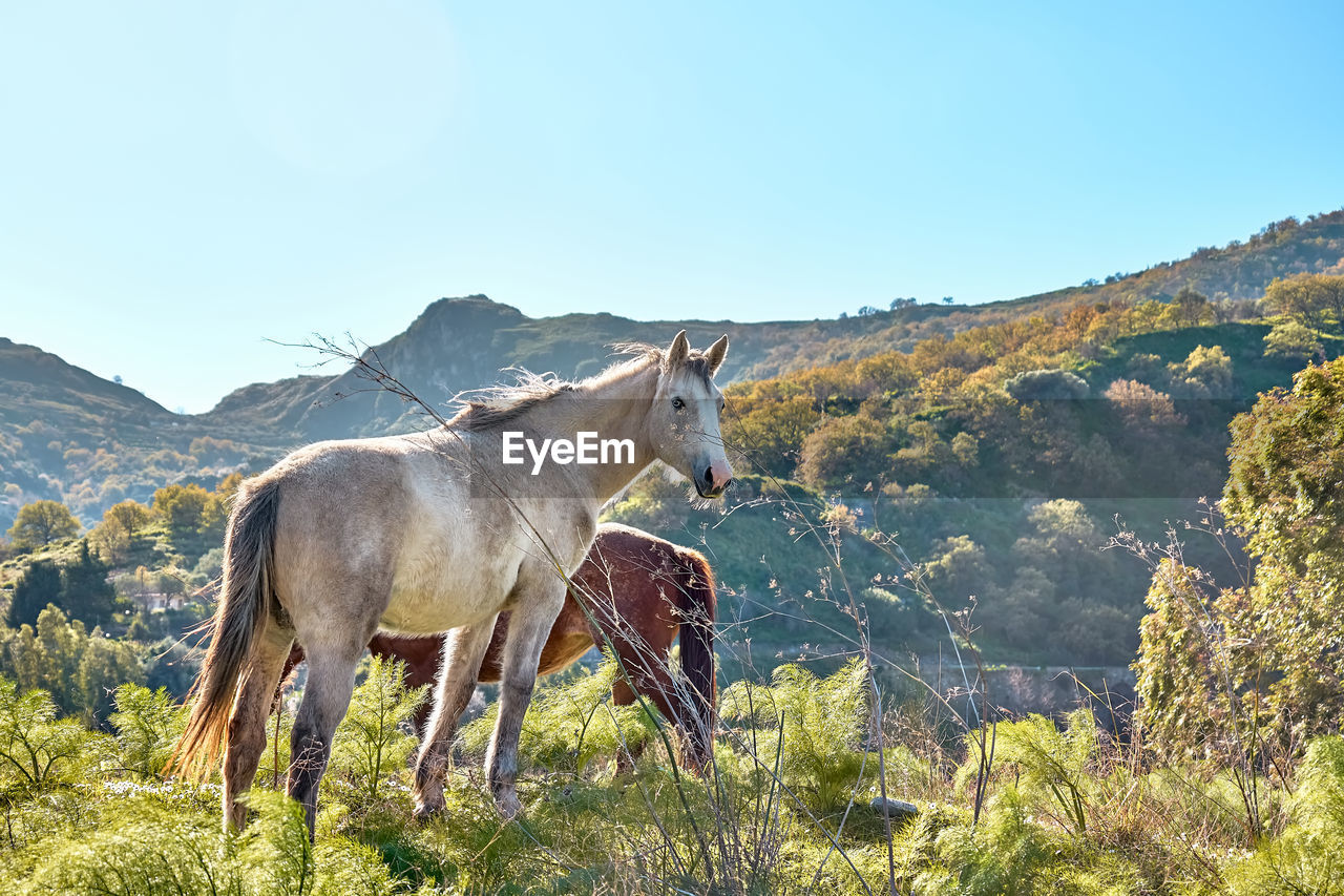 Closeup portrait of beautiful white horse with blue eye. white mare grazing grass in a pasture.