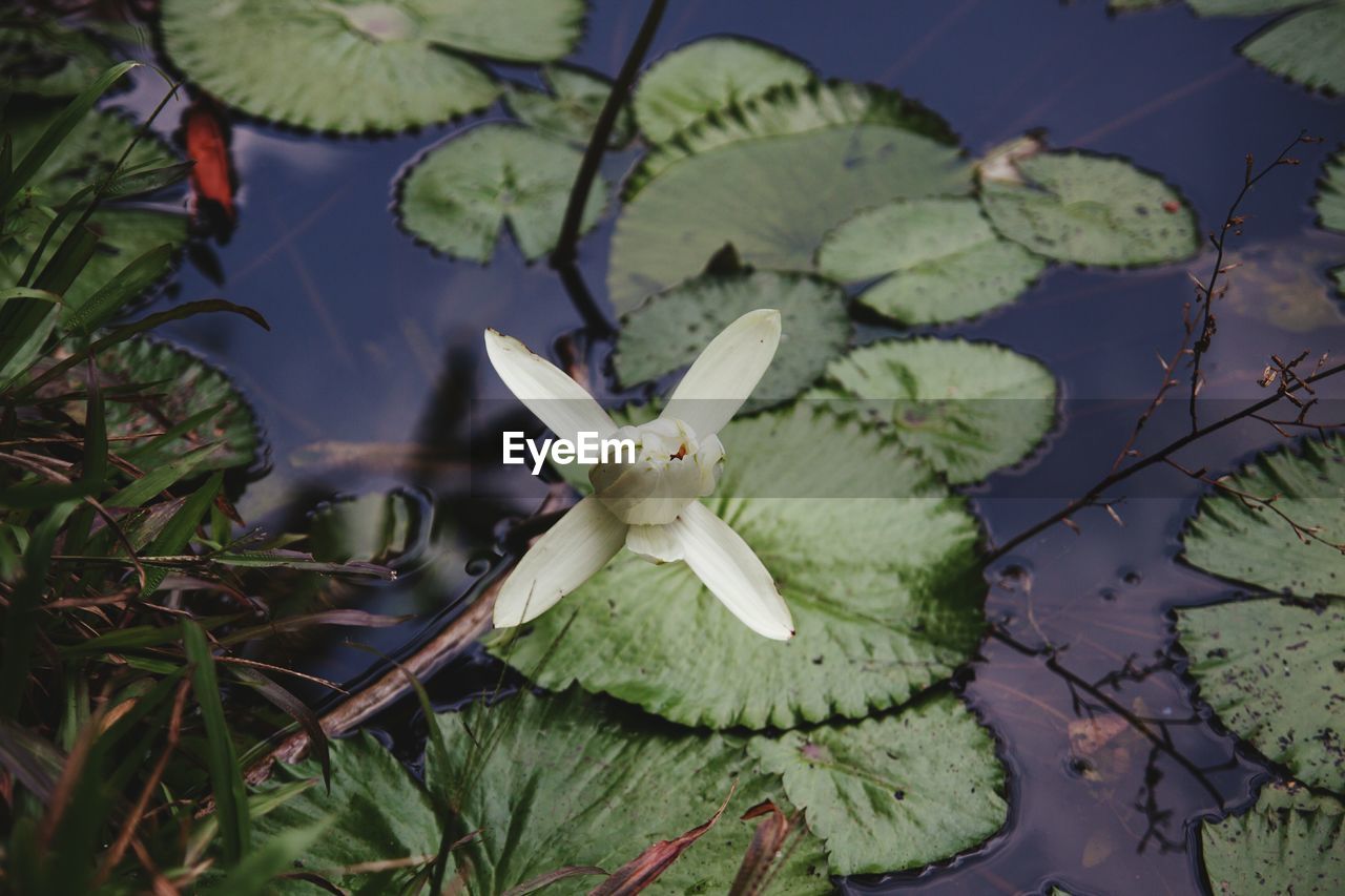 High angle view of water lily bud blooming in pond