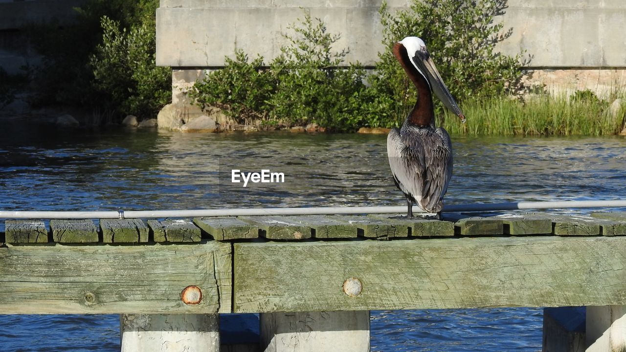 VIEW OF BIRDS PERCHING ON WOODEN POST