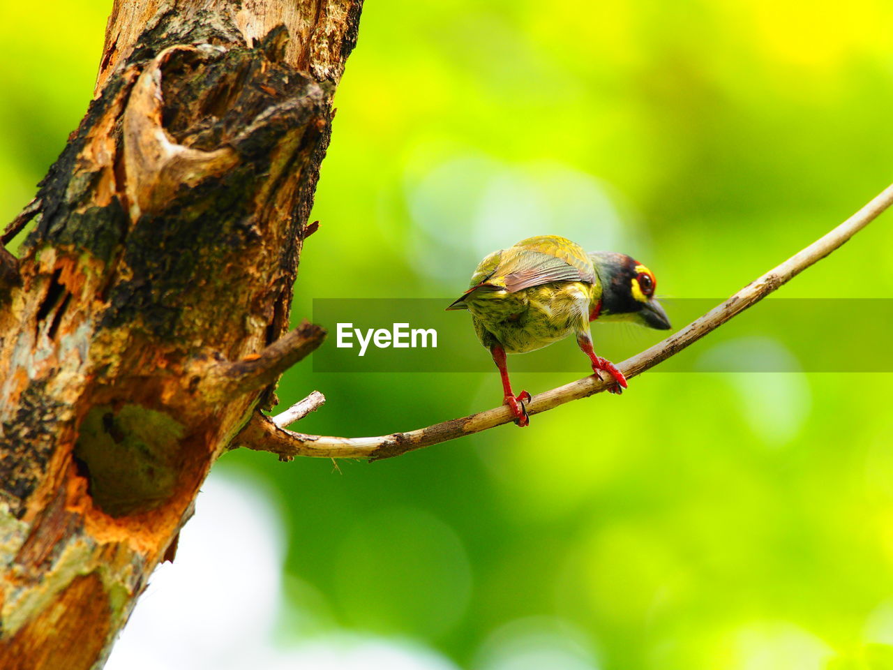 CLOSE-UP OF BIRD PERCHING ON TREE