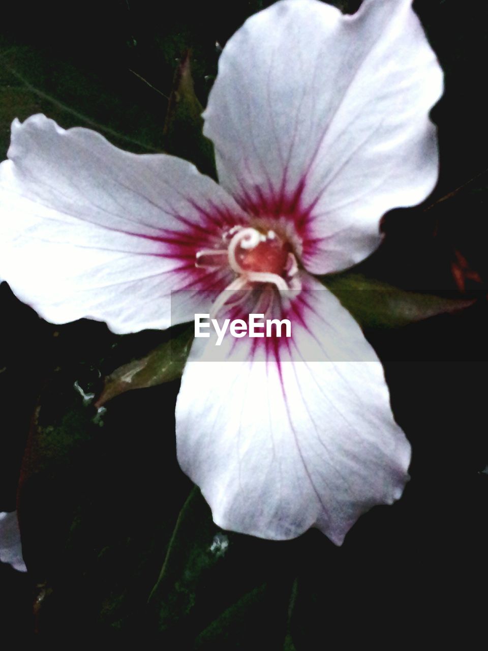 CLOSE-UP OF PINK FLOWER BLOOMING OUTDOORS