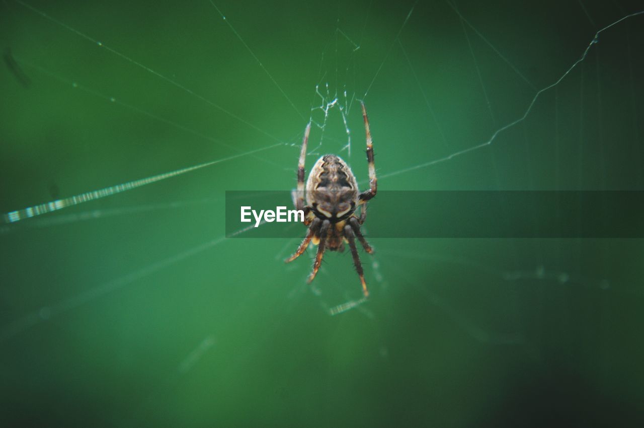 CLOSE-UP OF SPIDER IN WEB