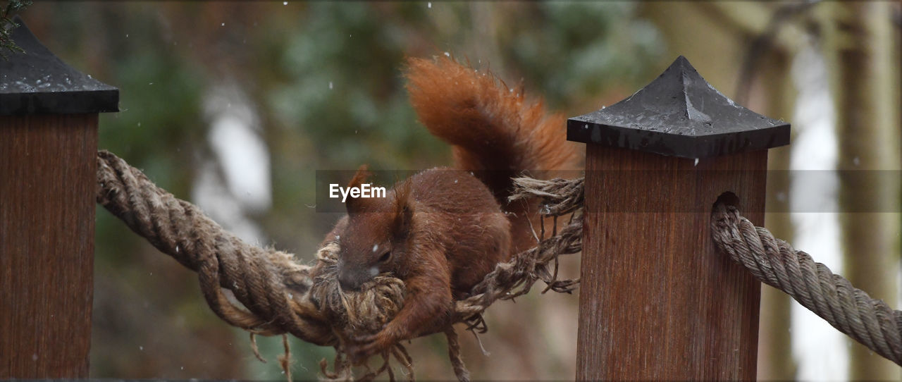 animal, animal themes, animal wildlife, mammal, wildlife, wood, nature, focus on foreground, squirrel, no people, tree, outdoors, brown, bird, one animal, branch, day, monkey