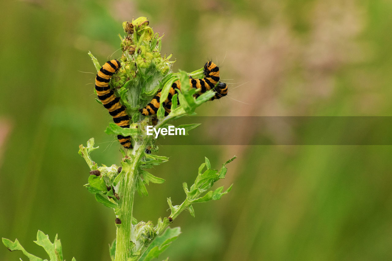 Close-up of insect on plant