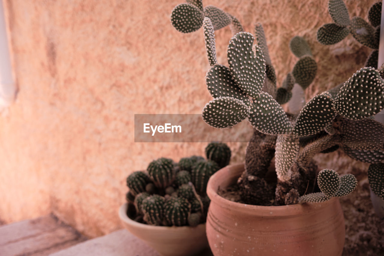 Close-up of succulent plant in pot in the street 