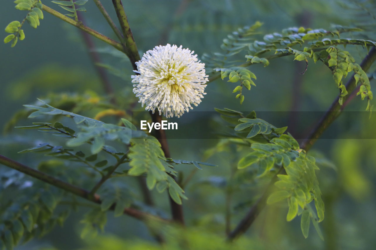 A flower from the round and beautiful mimosa pudica tree.