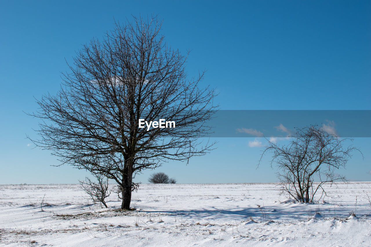 tree, winter, snow, cold temperature, landscape, bare tree, environment, sky, plant, nature, blue, land, scenics - nature, beauty in nature, tranquil scene, frozen, tranquility, white, no people, branch, frost, field, rural scene, freezing, clear sky, non-urban scene, outdoors, ice, remote, horizon over land, copy space, day, solitude, tree trunk, loneliness