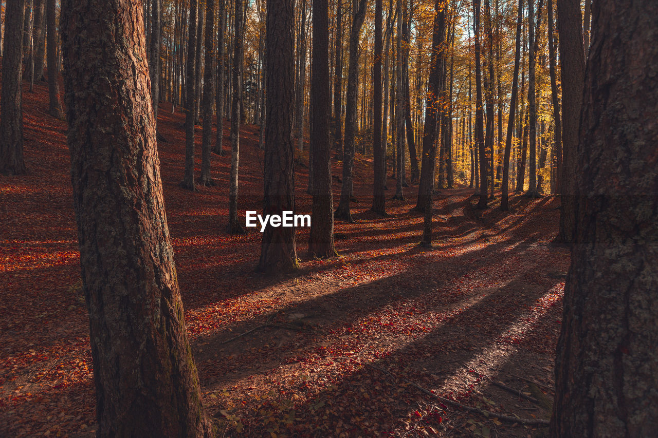 Panoramic view of trees in forest