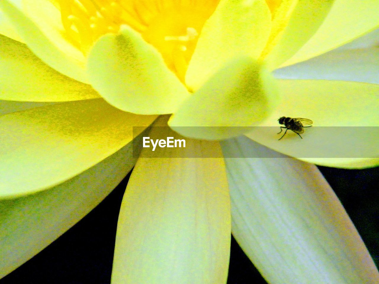 CLOSE-UP OF INSECT ON YELLOW FLOWERS