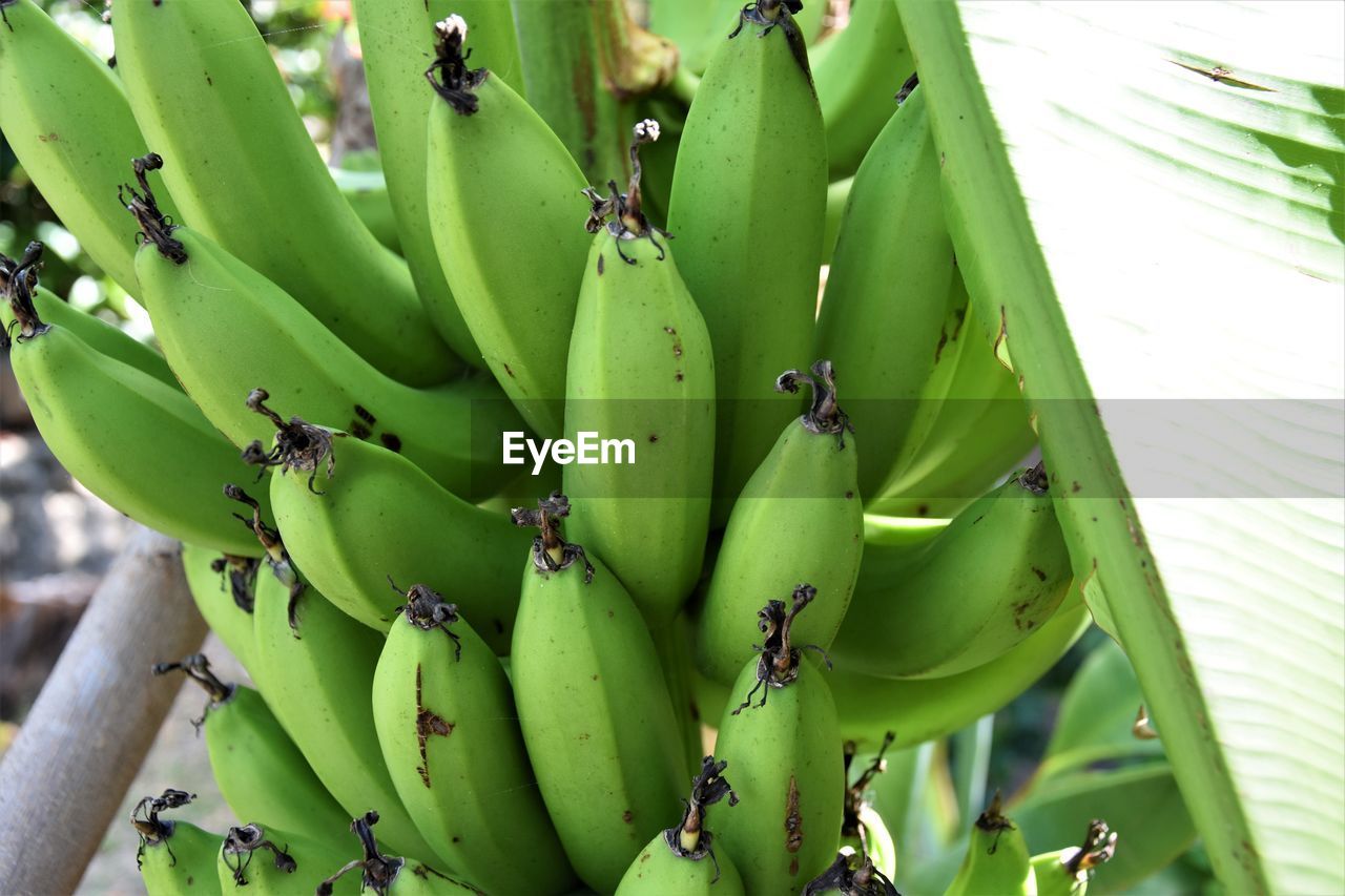 CLOSE-UP OF BANANA