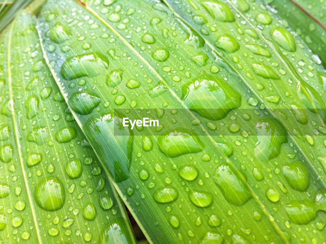 MACRO SHOT OF WET LEAF