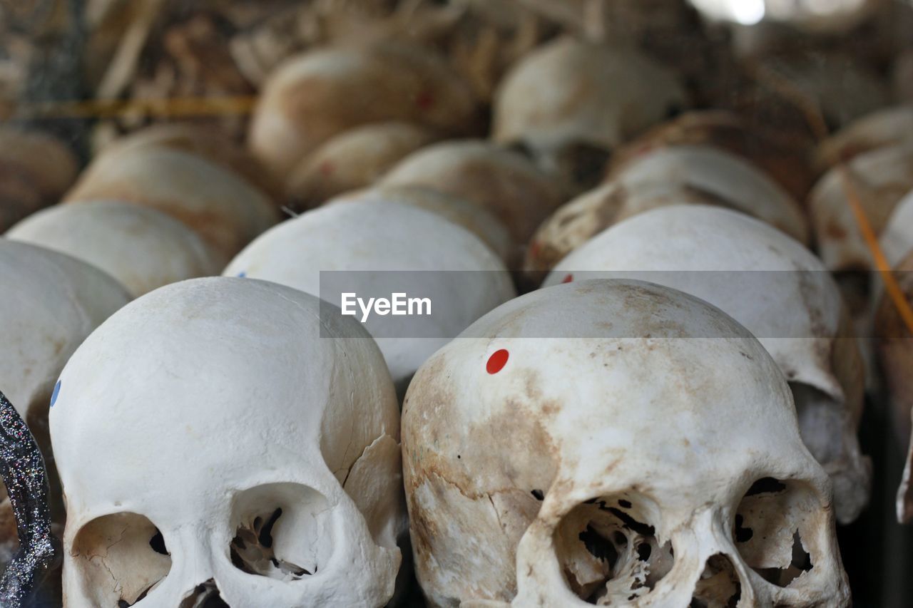 Close up of human skulls