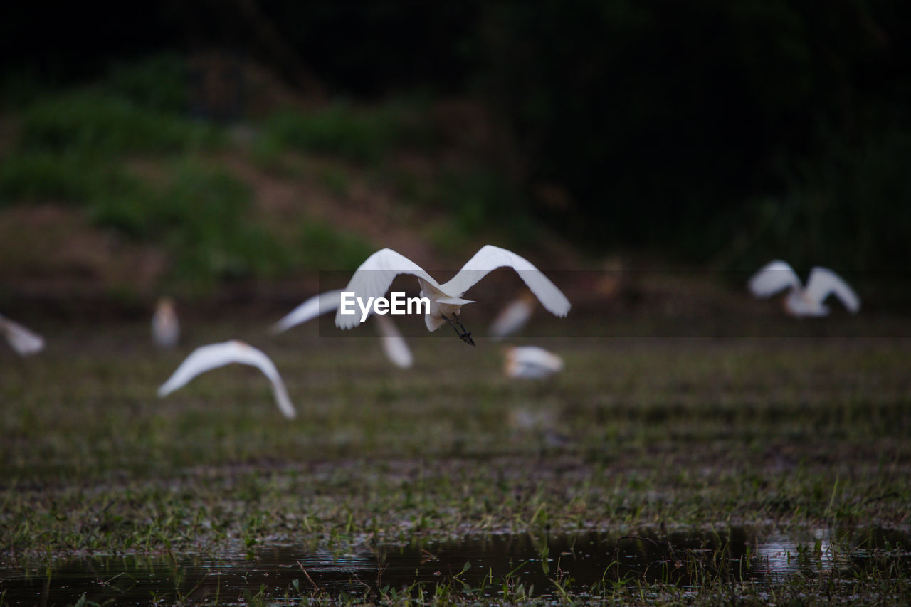 Seagull flying over a field