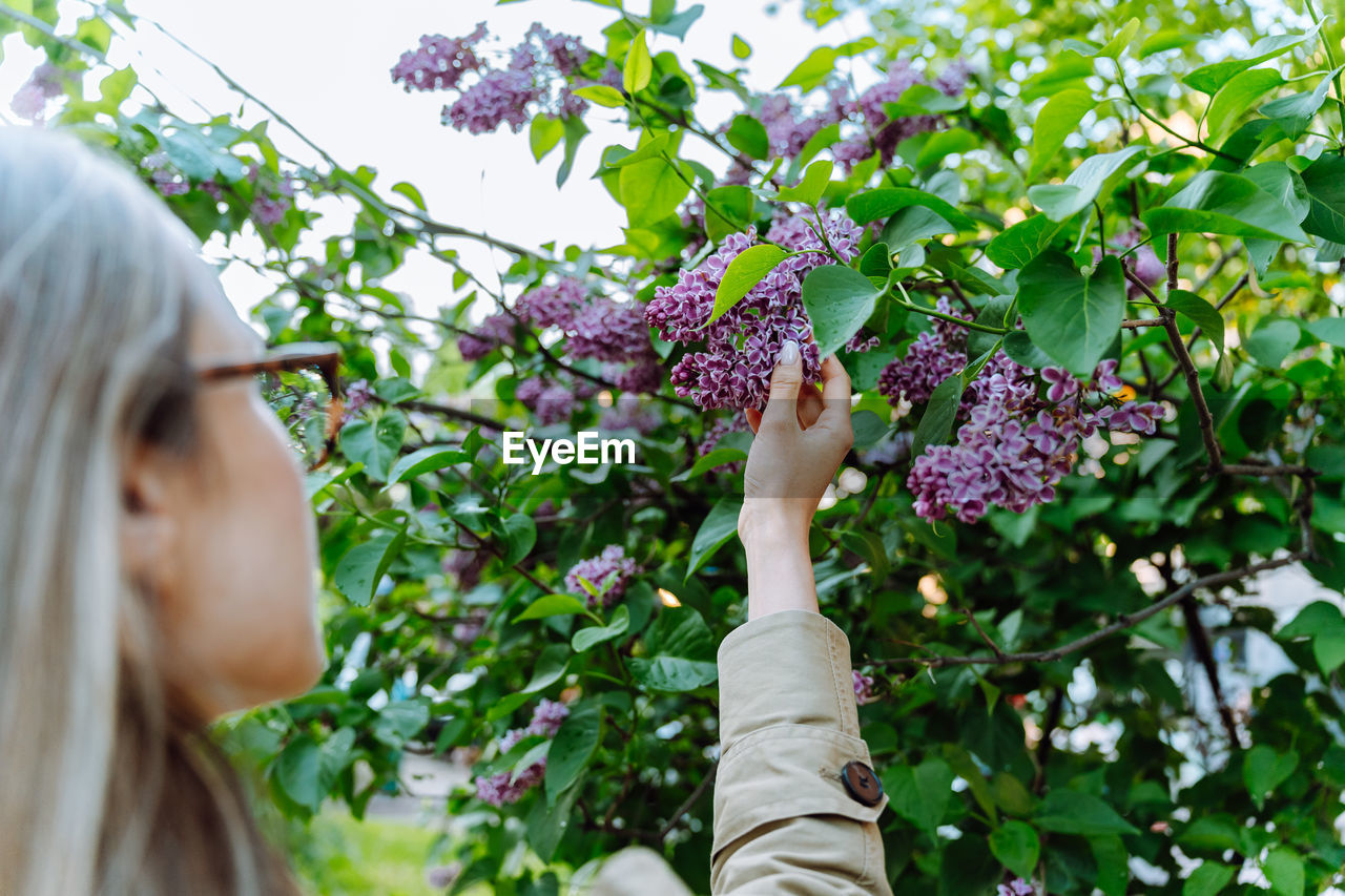 A woman near a lilac bush holds a flowering bunch