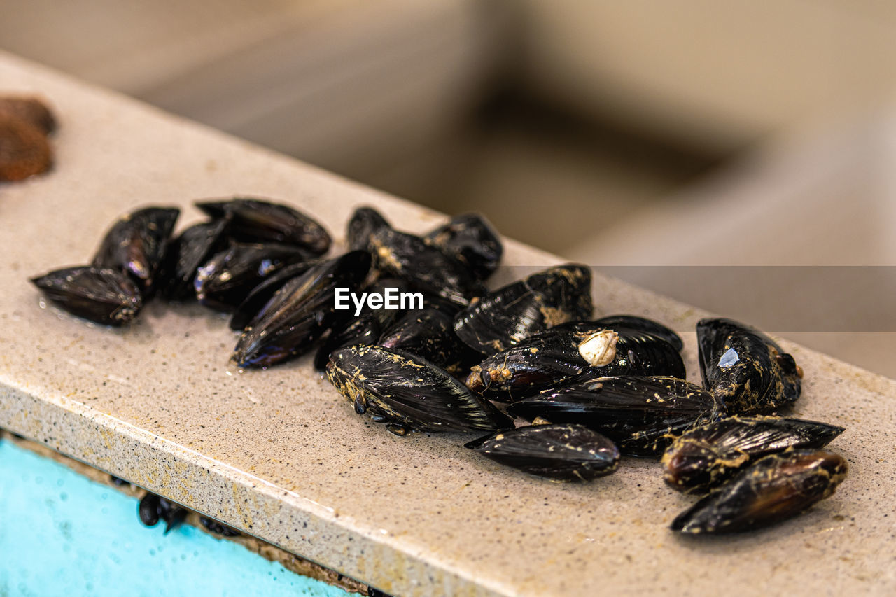 food, food and drink, animal, no people, animal themes, mussel, close-up, seafood, freshness, focus on foreground, indoors, insect, black, produce