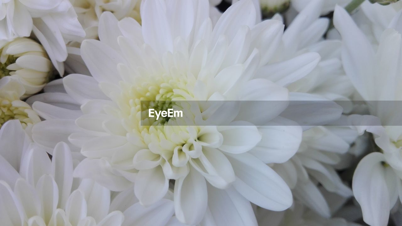 FULL FRAME SHOT OF WHITE DAHLIA