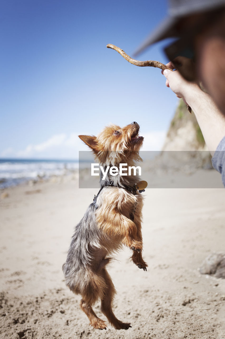 Cropped image of man playing with yorkshire terrier at beach