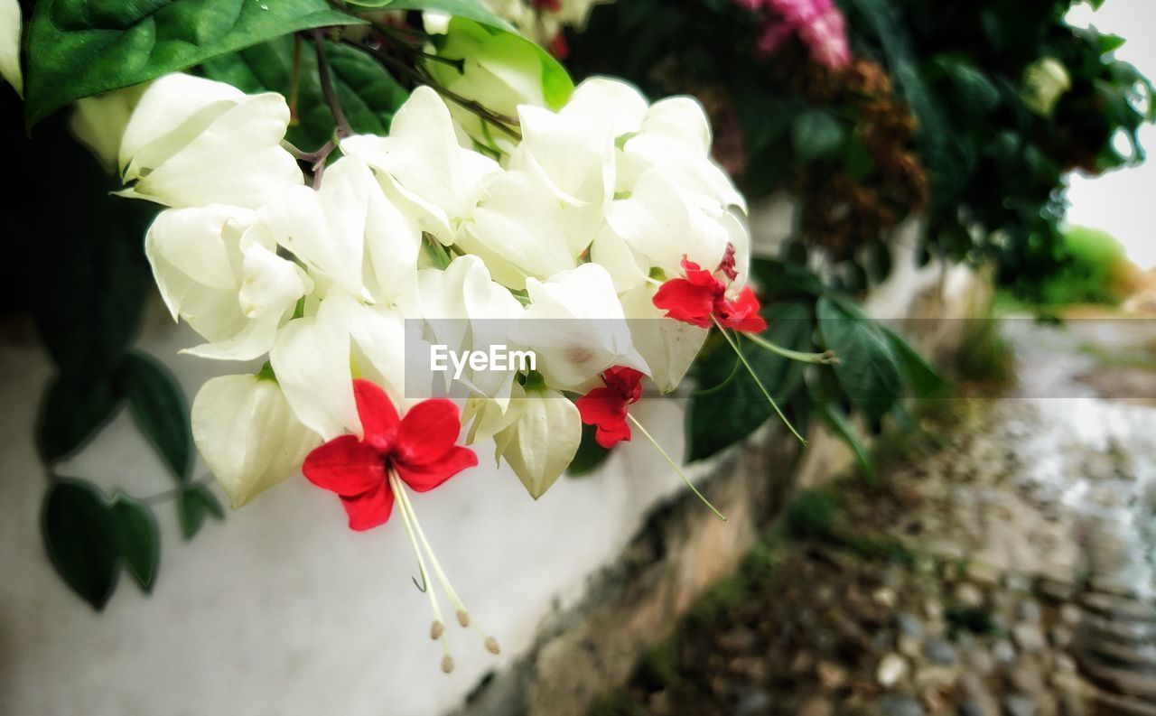 CLOSE-UP OF FLOWERS BLOOMING OUTDOORS