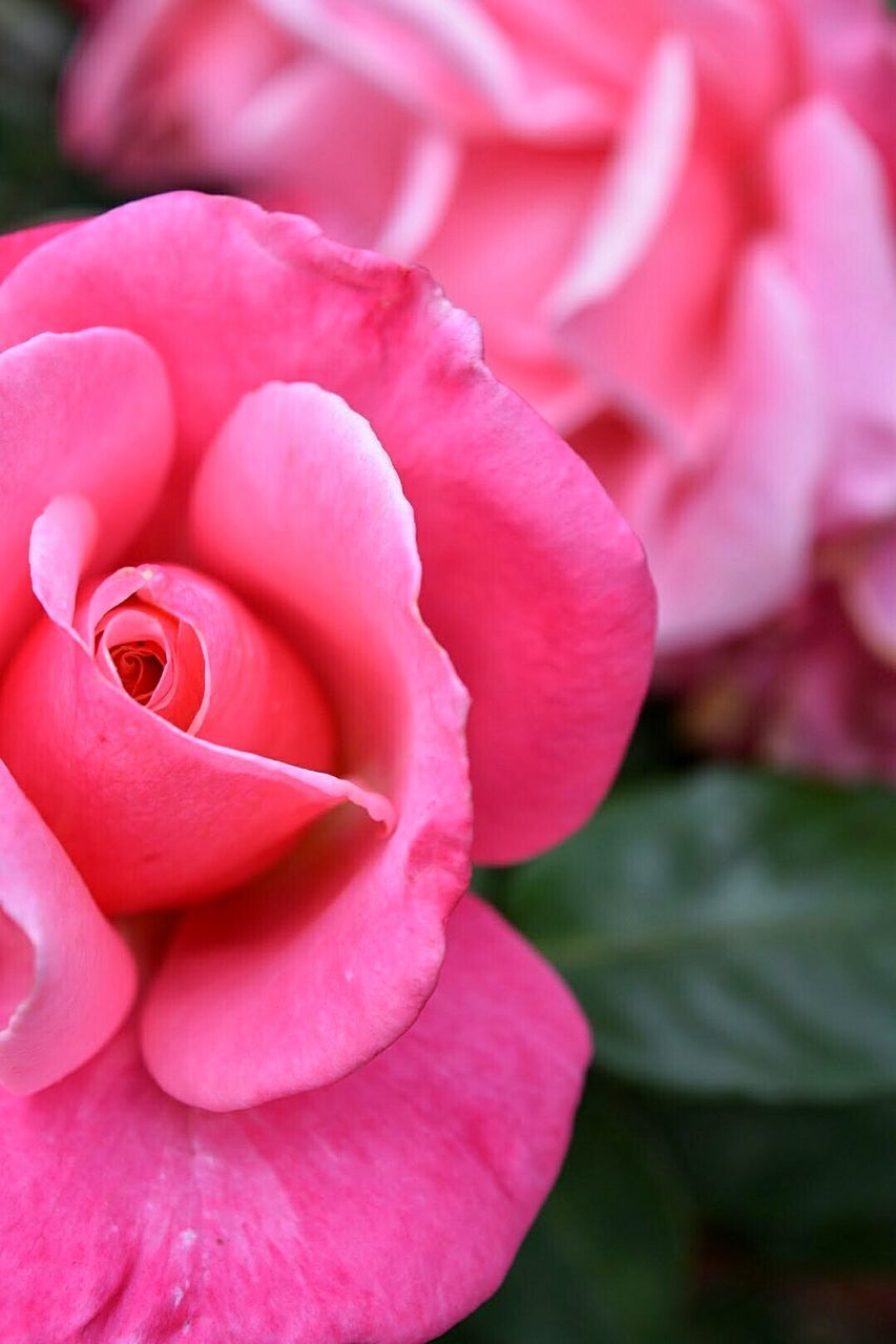 Close-up of pink rose