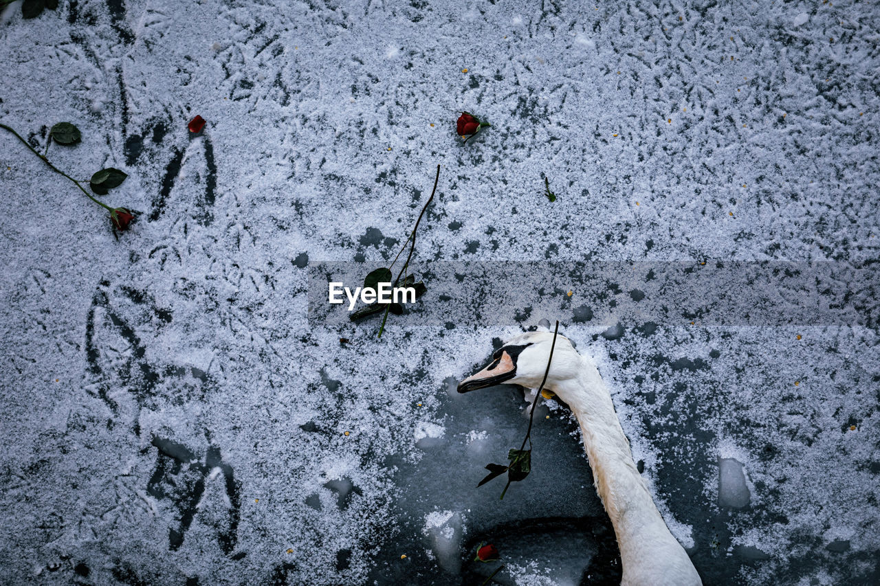 HIGH ANGLE VIEW OF PERSON HAND FISH IN FROZEN LAKE