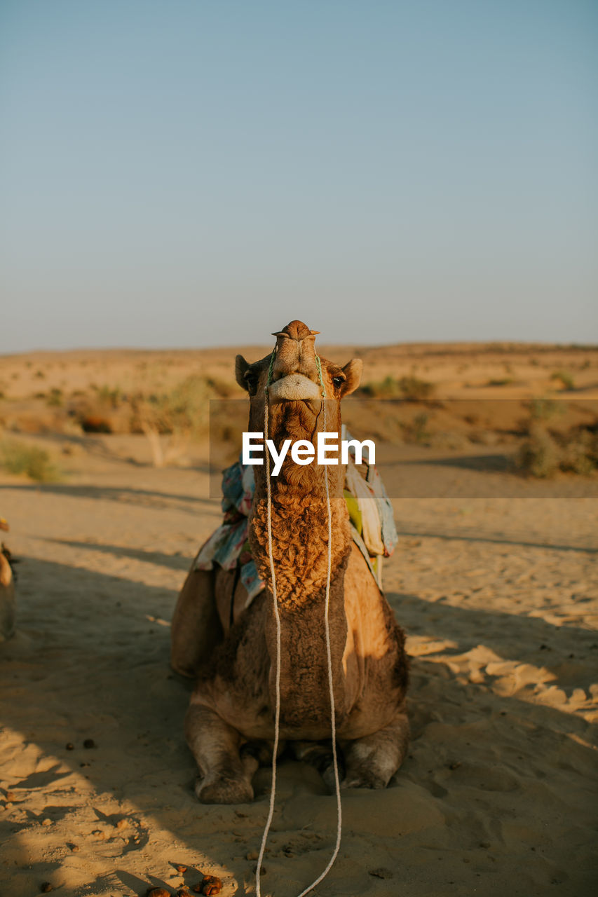 VIEW OF A HORSE IN DESERT