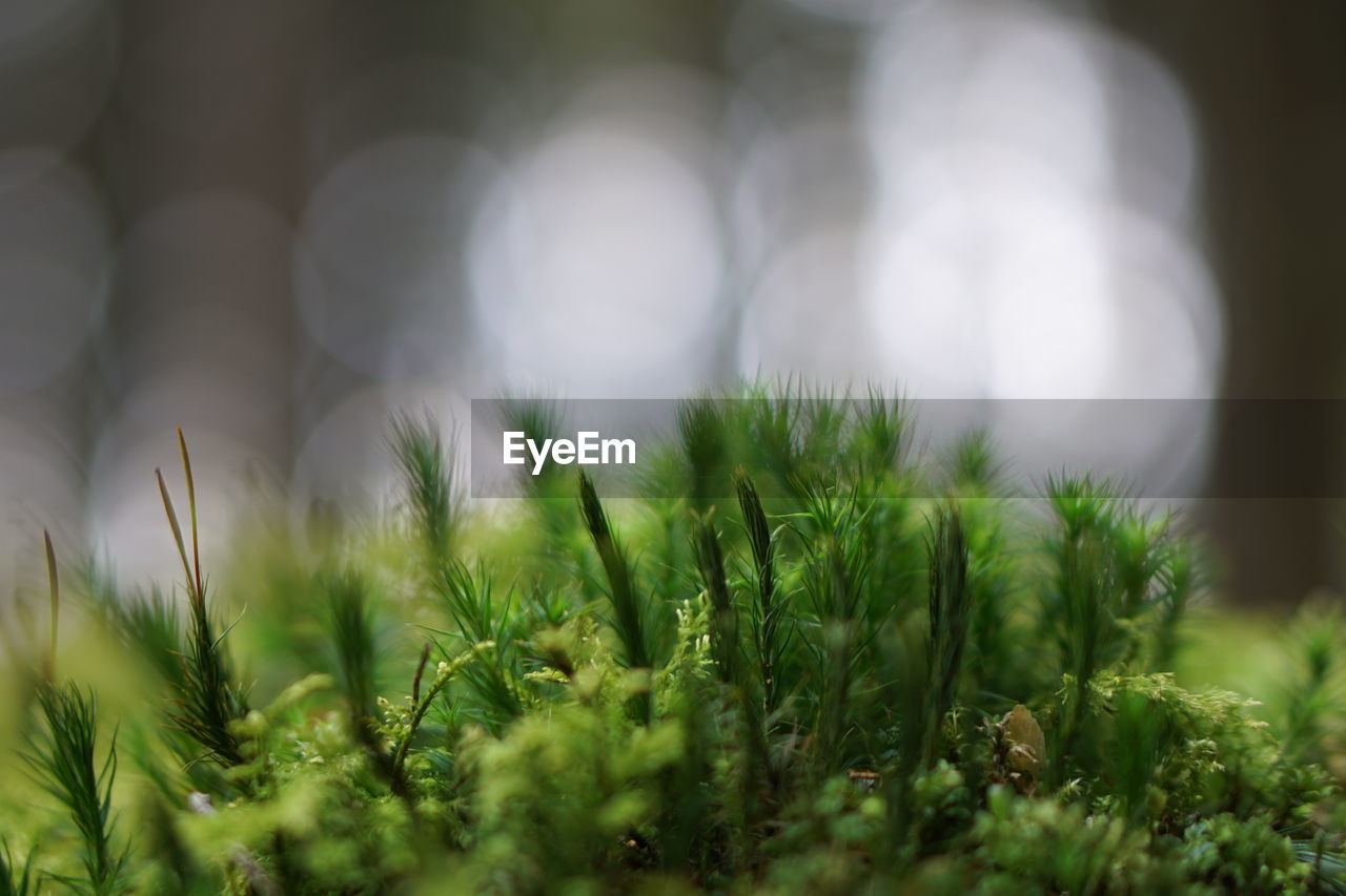 CLOSE-UP OF FRESH GREEN PLANTS IN FIELD