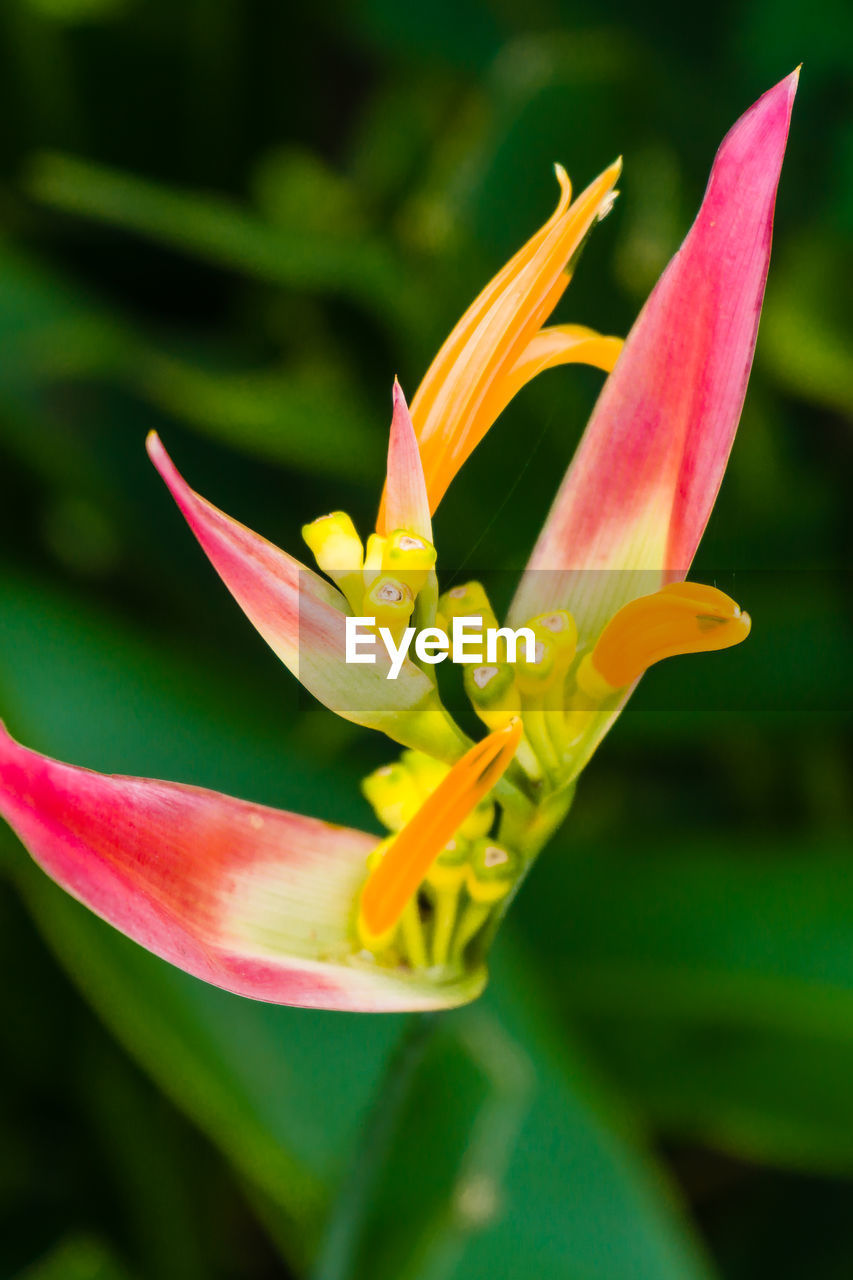 Close-up of yellow lily blooming outdoors