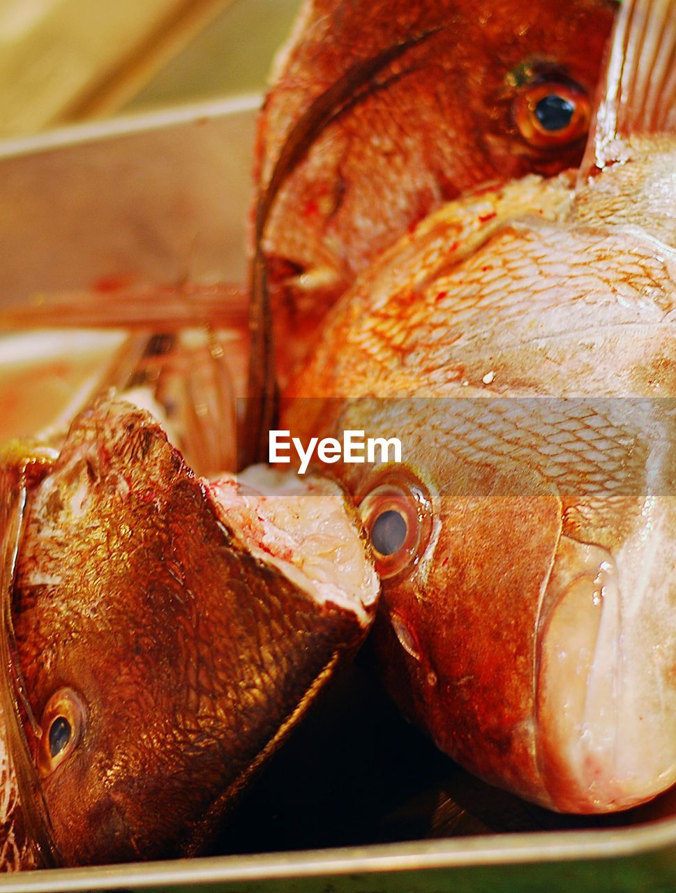 CLOSE-UP OF FISH IN CONTAINER