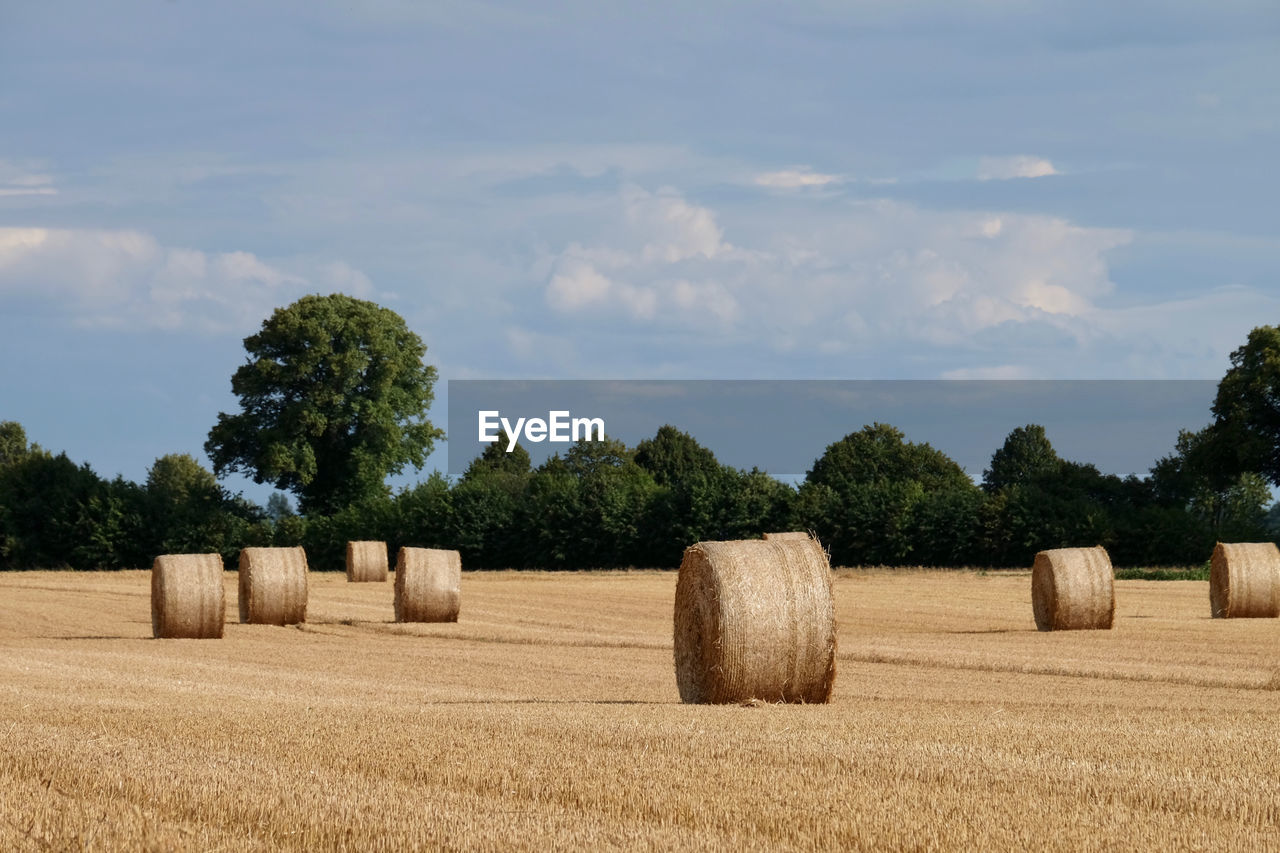 bale, hay, plant, agriculture, landscape, field, sky, land, rural scene, environment, farm, nature, cloud, tree, harvesting, tranquility, tranquil scene, crop, straw, scenics - nature, beauty in nature, rolled up, no people, grass, cereal plant, rural area, haystack, growth, circle, shape, idyllic, geometric shape, outdoors, summer, day, soil, sunlight, non-urban scene, corn, harvest, plain, meadow, brown