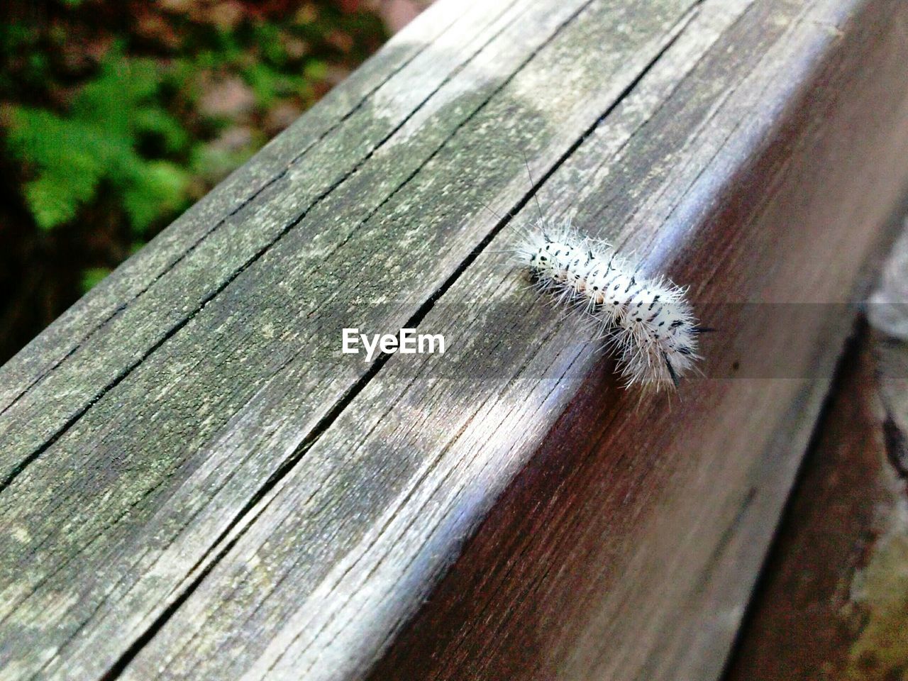 Close-up of insect on wooden surface