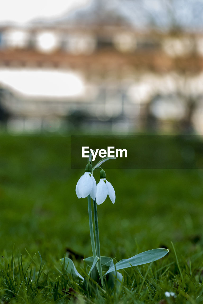 CLOSE-UP OF WHITE FLOWERS BLOOMING ON FIELD