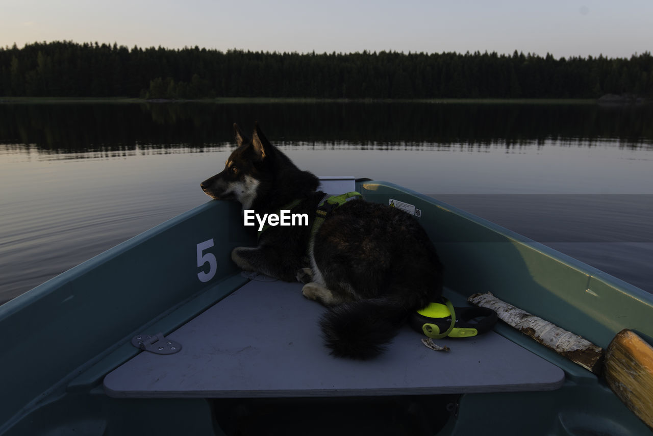 Dog on rowboat at sunset on calm lake horizontal