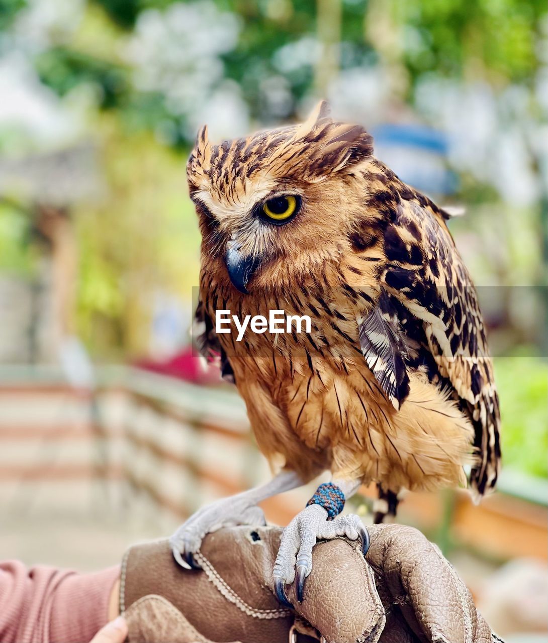 Close-up of owl 