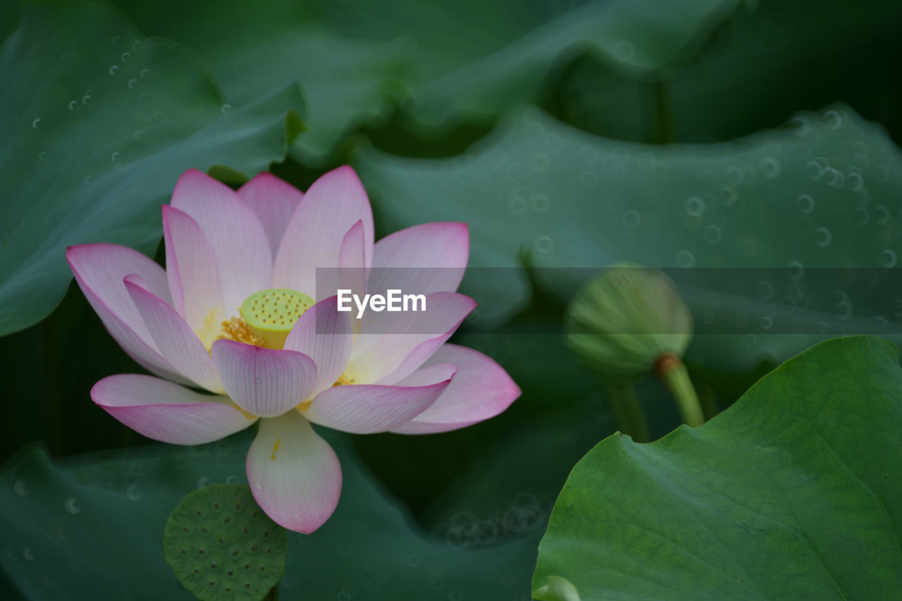 flower, flowering plant, water lily, plant, leaf, plant part, beauty in nature, water, freshness, pond, aquatic plant, green, nature, lotus water lily, pink, lily, petal, close-up, macro photography, inflorescence, flower head, no people, floating on water, floating, proteales, fragility, outdoors, growth, environment, social issues, drop, tranquility, wet