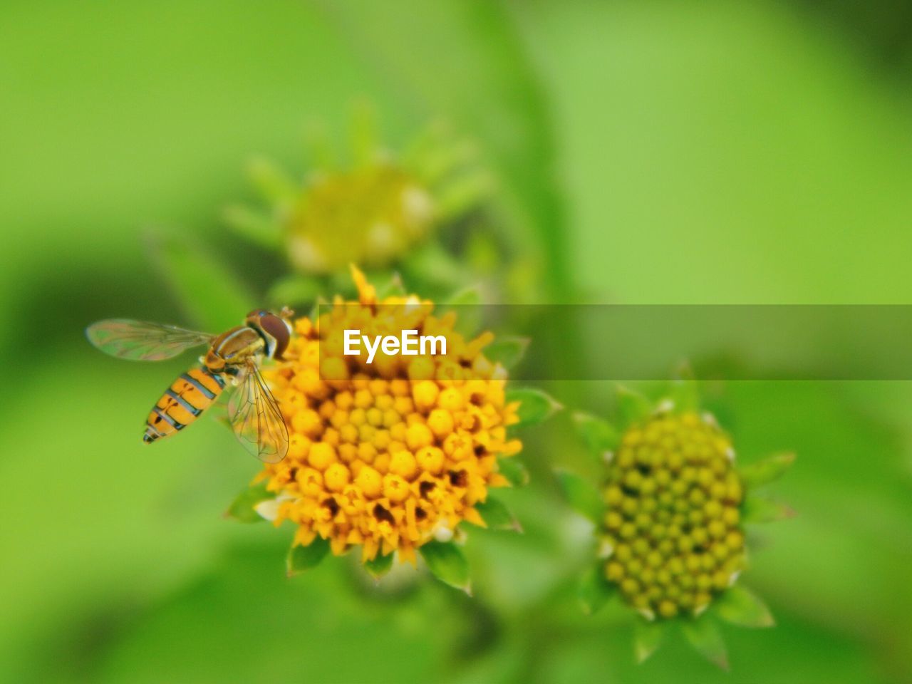 CLOSE-UP OF BUMBLEBEE POLLINATING ON YELLOW FLOWER