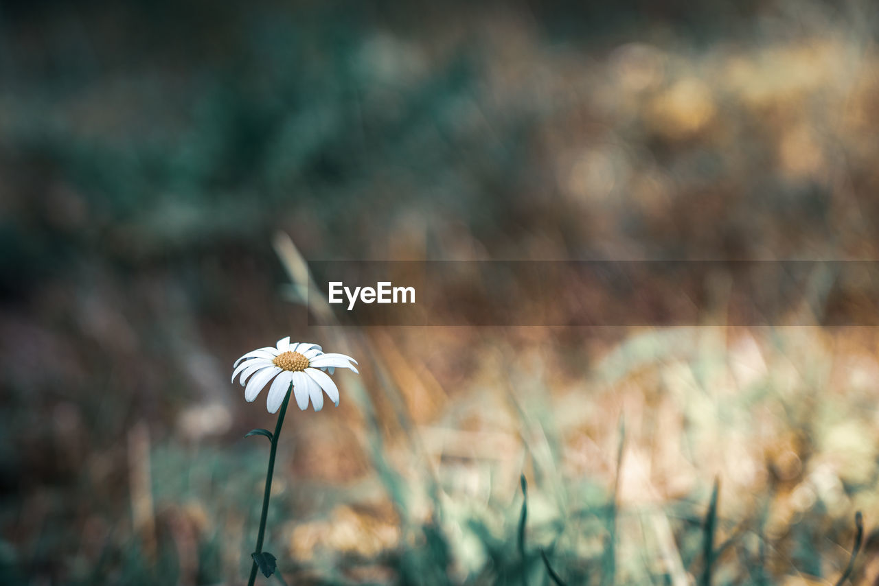 Close-up of white flowering plant on field