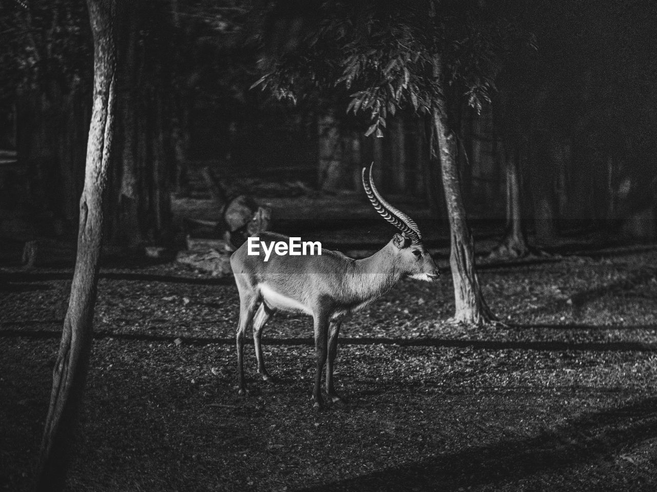 animal, animal themes, tree, mammal, animal wildlife, black and white, deer, one animal, plant, monochrome, wildlife, nature, monochrome photography, tree trunk, trunk, land, no people, forest, darkness, standing, domestic animals, day, antelope, horned, antler, full length, field, outdoors, side view, reindeer, herbivorous